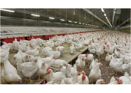 2023年肉雞企業(yè)發(fā)展迅猛，雞肉分割設(shè)備該怎么選？